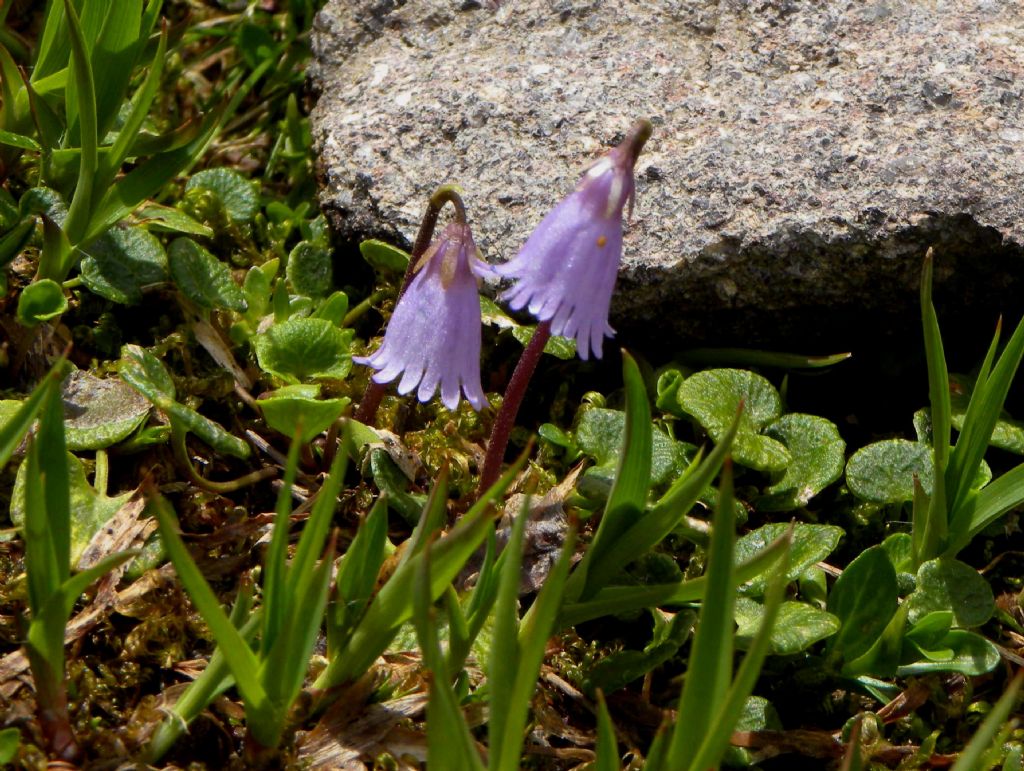 Soldanella pusilla / Soldanella piccola